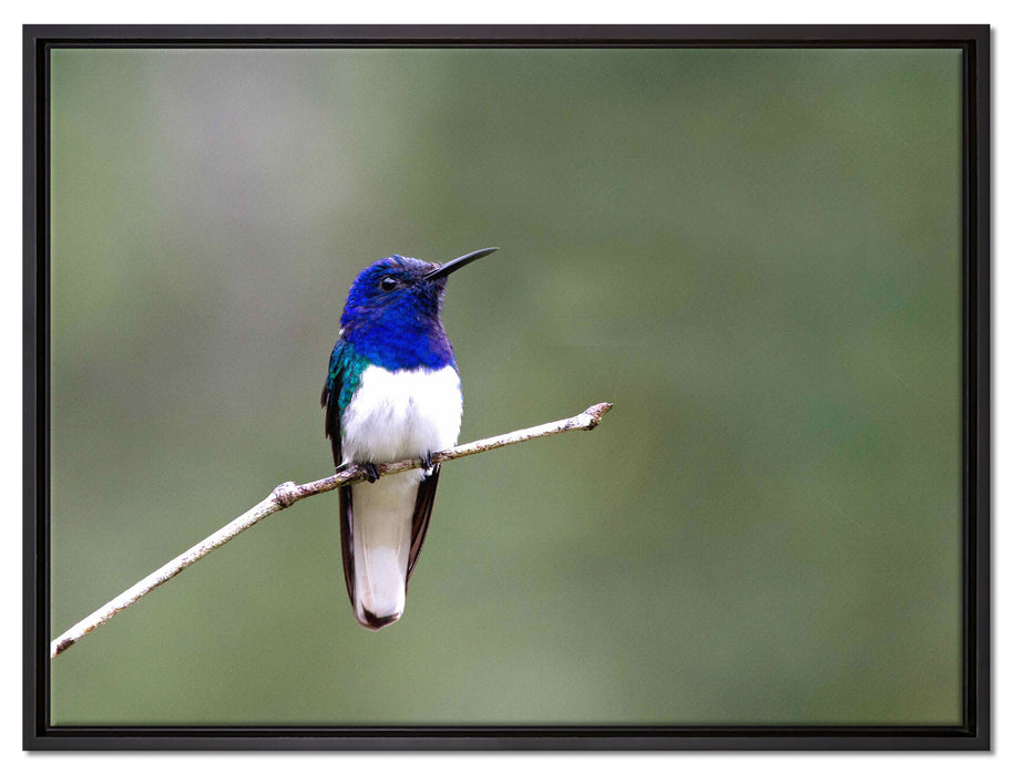 kleiner farbenfroher Vogel auf Leinwandbild gerahmt Größe 80x60