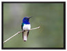 kleiner farbenfroher Vogel auf Leinwandbild gerahmt Größe 80x60