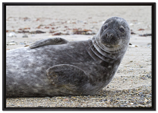 Robbe an Kiesstrand auf Leinwandbild gerahmt Größe 100x70