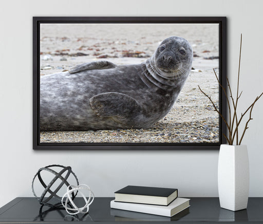 Robbe an Kiesstrand auf Leinwandbild gerahmt mit Kirschblüten