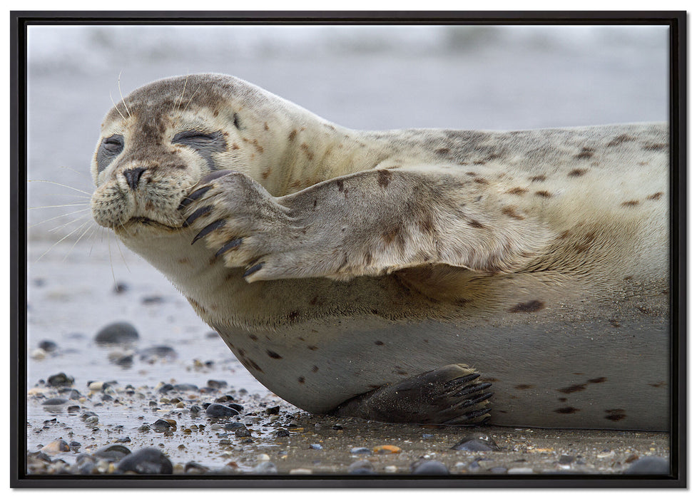 süße Robbe beim Putzen auf Leinwandbild gerahmt Größe 100x70