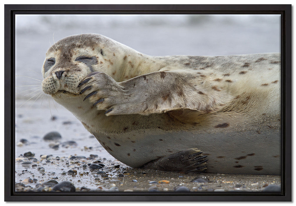 süße Robbe beim Putzen auf Leinwandbild gerahmt Größe 60x40