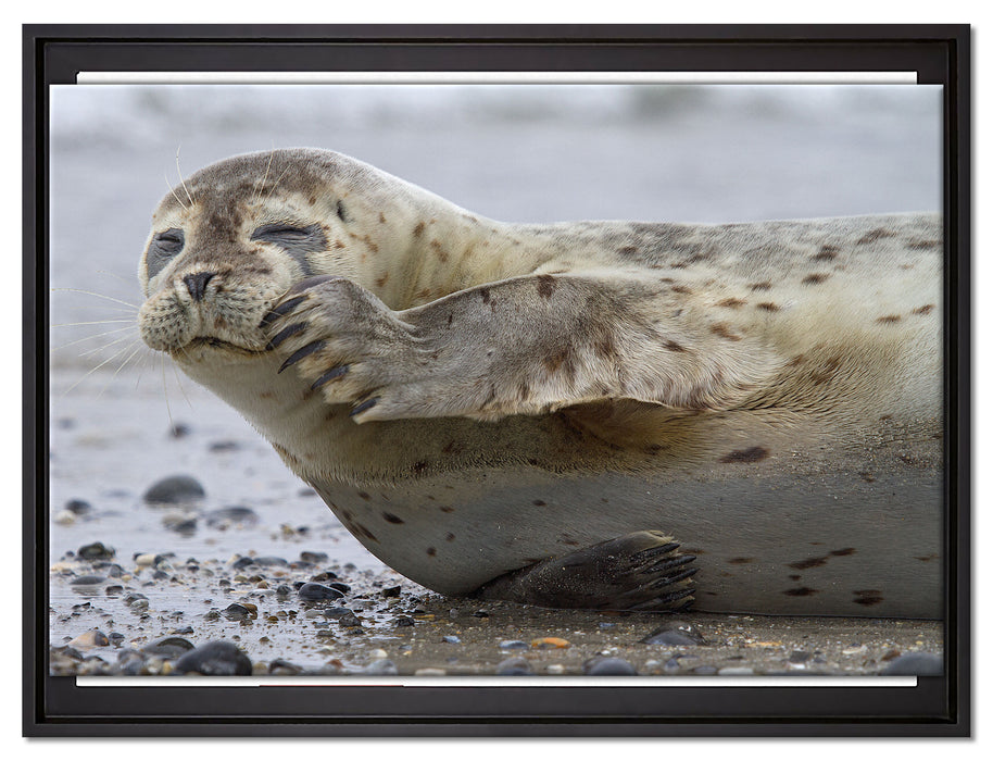 süße Robbe beim Putzen auf Leinwandbild gerahmt Größe 80x60