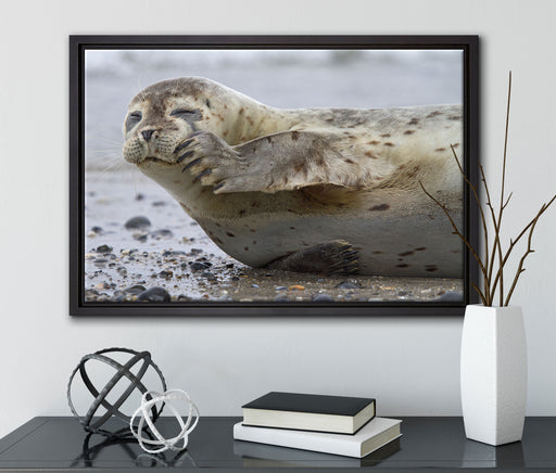 süße Robbe beim Putzen auf Leinwandbild gerahmt mit Kirschblüten