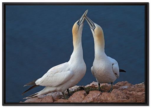 außergewöhnliche Vögel am Meer auf Leinwandbild gerahmt Größe 100x70