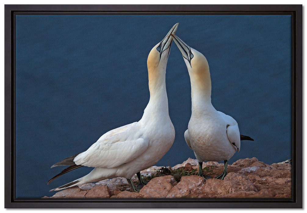 außergewöhnliche Vögel am Meer auf Leinwandbild gerahmt Größe 60x40