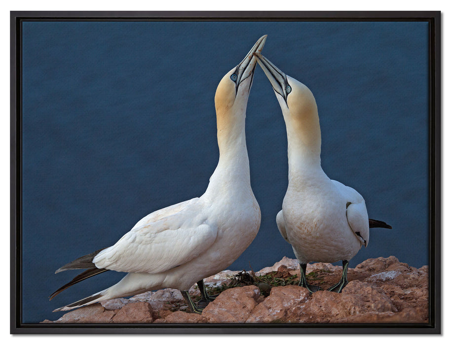 außergewöhnliche Vögel am Meer auf Leinwandbild gerahmt Größe 80x60