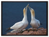 außergewöhnliche Vögel am Meer auf Leinwandbild gerahmt Größe 80x60