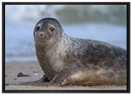 niedliche Robbe am Strand auf Leinwandbild gerahmt Größe 100x70