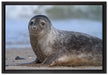 niedliche Robbe am Strand auf Leinwandbild gerahmt Größe 60x40