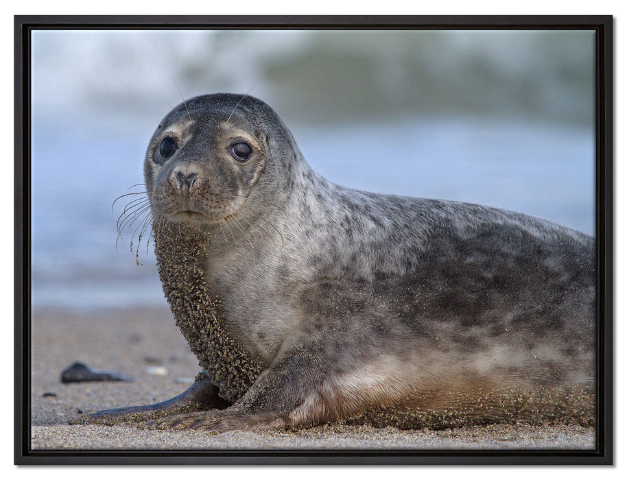 niedliche Robbe am Strand auf Leinwandbild gerahmt Größe 80x60