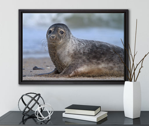 niedliche Robbe am Strand auf Leinwandbild gerahmt mit Kirschblüten
