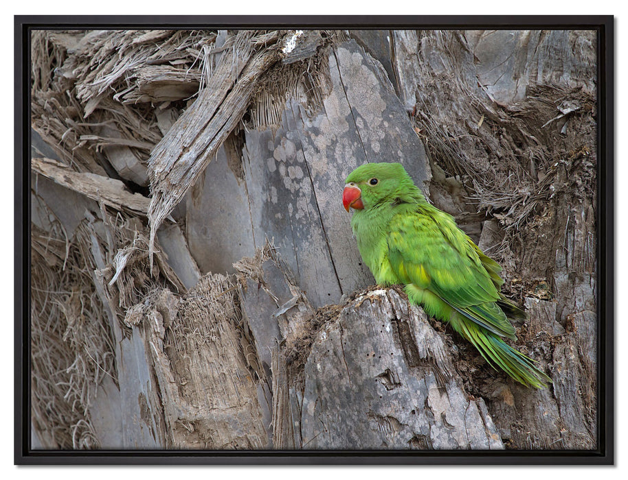 grüner Papagei im Gehölz auf Leinwandbild gerahmt Größe 80x60