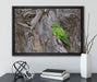 grüner Papagei im Gehölz auf Leinwandbild gerahmt mit Kirschblüten