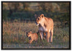 Löwenmutter mit Jungtieren auf Leinwandbild gerahmt Größe 100x70