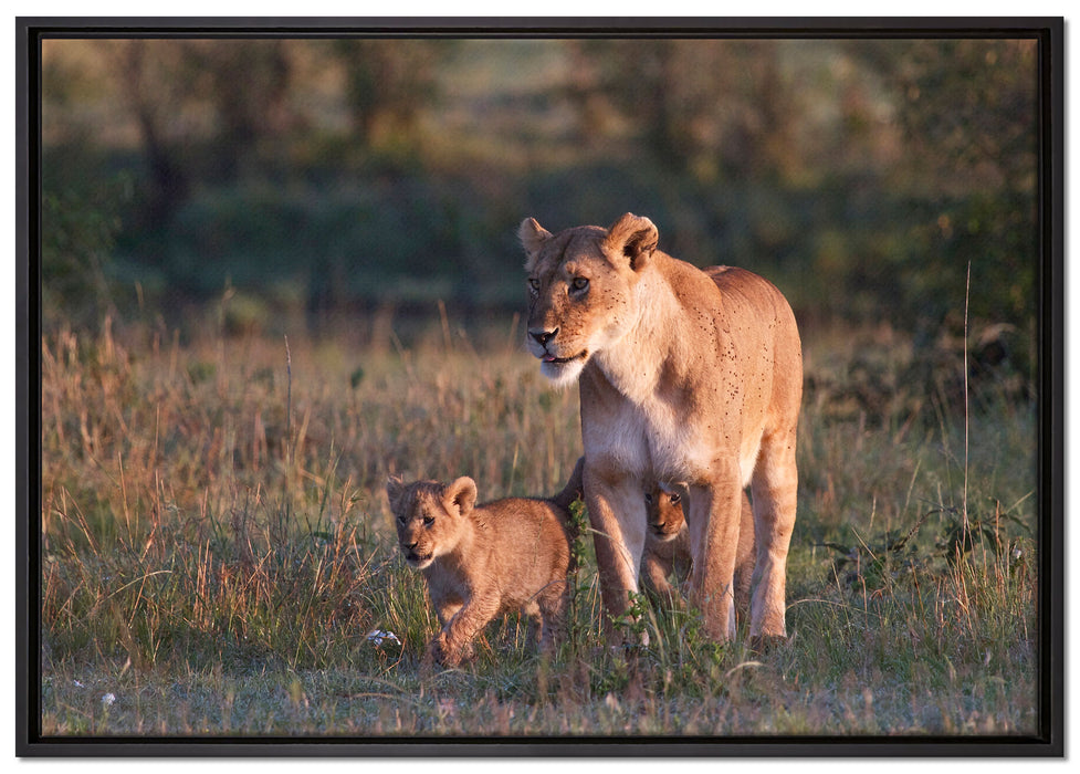 Löwenmutter mit Jungtieren auf Leinwandbild gerahmt Größe 100x70