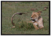 Löwin entspannt im Gras auf Leinwandbild gerahmt Größe 100x70