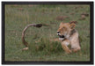 Löwin entspannt im Gras auf Leinwandbild gerahmt Größe 60x40