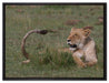 Löwin entspannt im Gras auf Leinwandbild gerahmt Größe 80x60