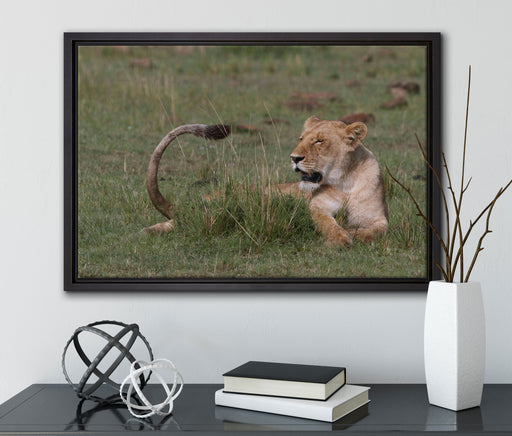 Löwin entspannt im Gras auf Leinwandbild gerahmt mit Kirschblüten