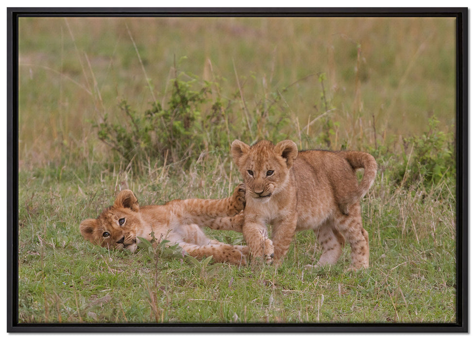 zwei Löwenjunge beim Spielen auf Leinwandbild gerahmt Größe 100x70