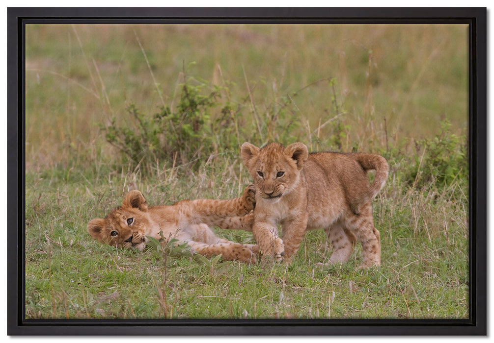 zwei Löwenjunge beim Spielen auf Leinwandbild gerahmt Größe 60x40