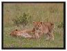 zwei Löwenjunge beim Spielen auf Leinwandbild gerahmt Größe 80x60