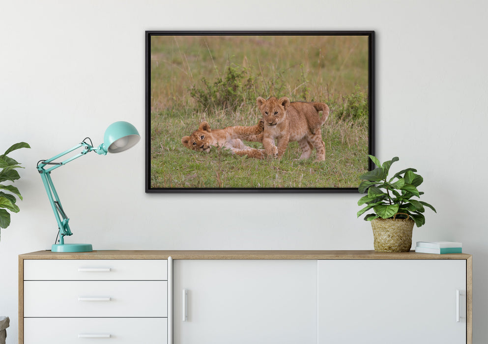 zwei Löwenjunge beim Spielen auf Leinwandbild gerahmt verschiedene Größen im Wohnzimmer