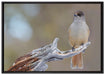 kleiner Vogel auf Ast auf Leinwandbild gerahmt Größe 100x70