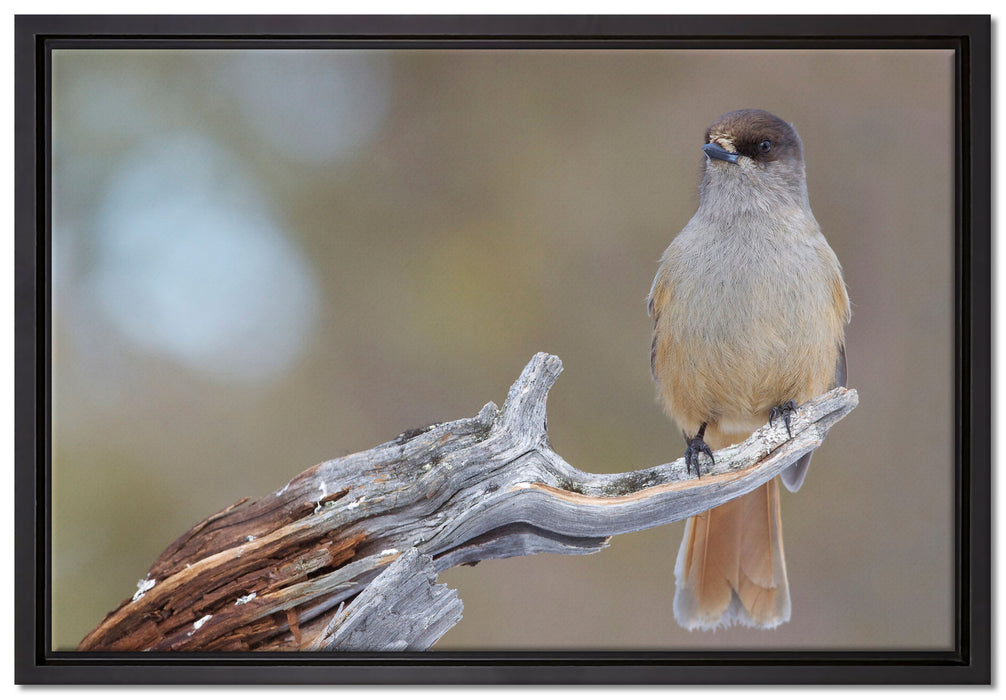 kleiner Vogel auf Ast auf Leinwandbild gerahmt Größe 60x40