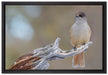 kleiner Vogel auf Ast auf Leinwandbild gerahmt Größe 60x40