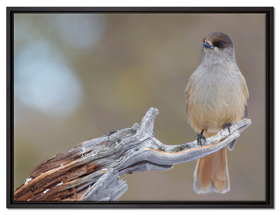 kleiner Vogel auf Ast auf Leinwandbild gerahmt Größe 80x60