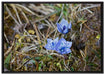 Kleine süße Blaue Blume auf Leinwandbild gerahmt Größe 100x70