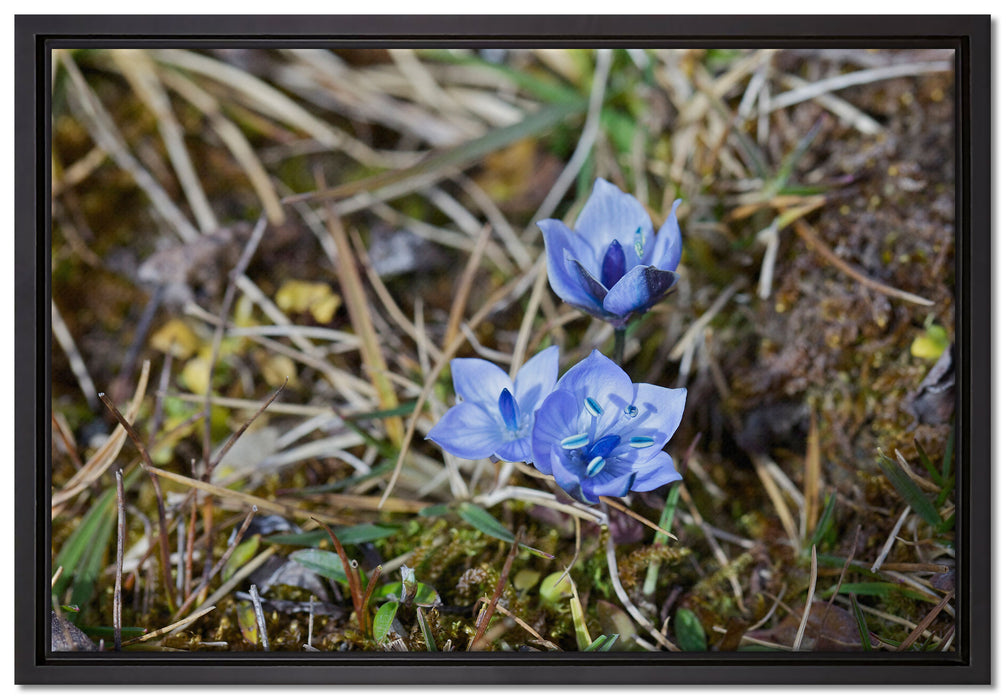Kleine süße Blaue Blume auf Leinwandbild gerahmt Größe 60x40