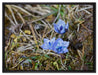 Kleine süße Blaue Blume auf Leinwandbild gerahmt Größe 80x60