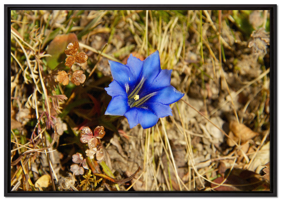 schöne blaue Blüte, Leinwandbild mit Bilderrahmen