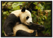 niedlicher Pandabär auf Leinwandbild gerahmt Größe 100x70
