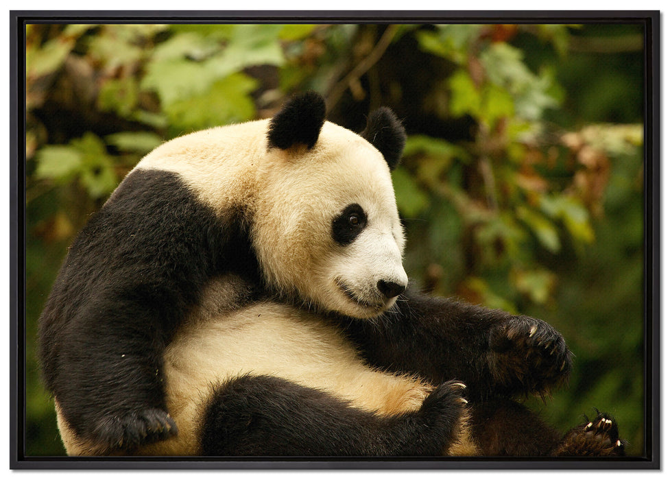niedlicher Pandabär auf Leinwandbild gerahmt Größe 100x70