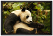niedlicher Pandabär auf Leinwandbild gerahmt Größe 60x40