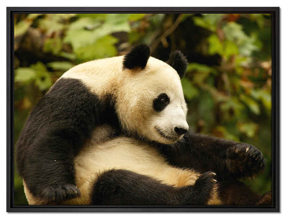 niedlicher Pandabär auf Leinwandbild gerahmt Größe 80x60