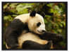 niedlicher Pandabär auf Leinwandbild gerahmt Größe 80x60