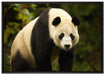 großer Pandabär auf Leinwandbild gerahmt Größe 100x70