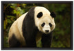 großer Pandabär auf Leinwandbild gerahmt Größe 60x40
