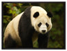 großer Pandabär auf Leinwandbild gerahmt Größe 80x60