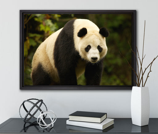 großer Pandabär auf Leinwandbild gerahmt mit Kirschblüten