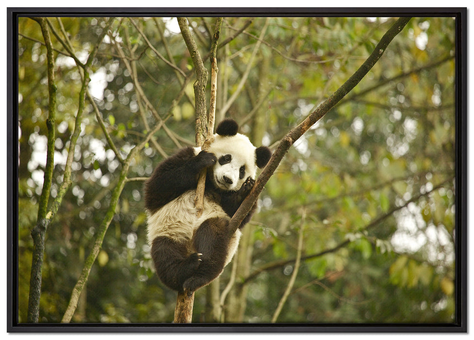 niedlicher Pandabär auf Baum auf Leinwandbild gerahmt Größe 100x70
