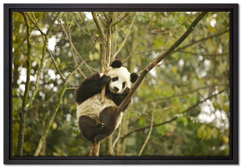niedlicher Pandabär auf Baum auf Leinwandbild gerahmt Größe 60x40