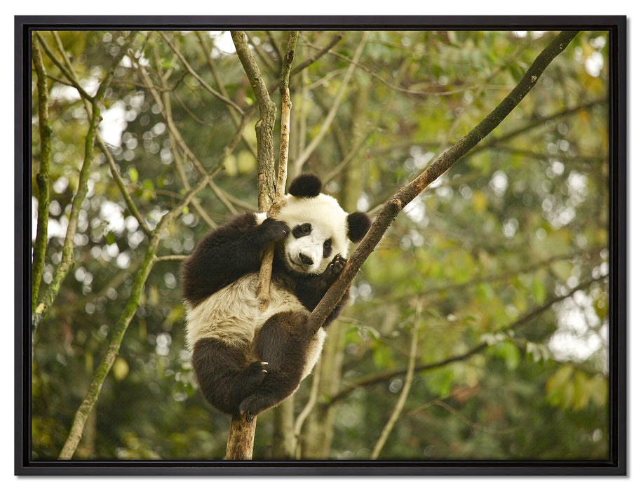 niedlicher Pandabär auf Baum auf Leinwandbild gerahmt Größe 80x60