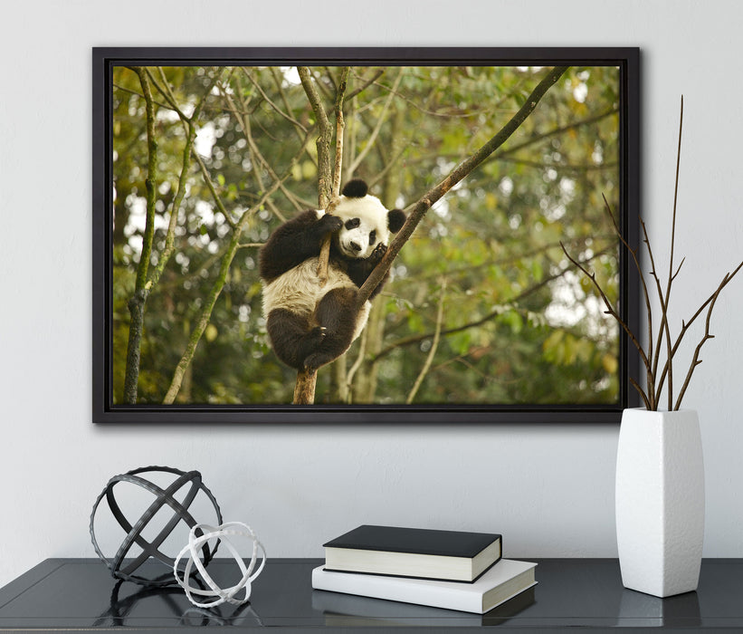 niedlicher Pandabär auf Baum auf Leinwandbild gerahmt mit Kirschblüten