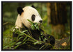 Pandabär beim Fressen auf Leinwandbild gerahmt Größe 100x70